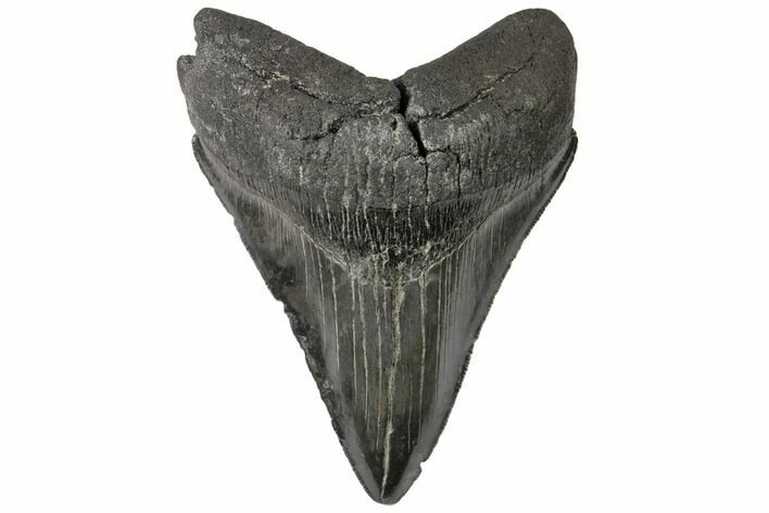 Serrated, Fossil Megalodon Tooth - South Carolina #148184
